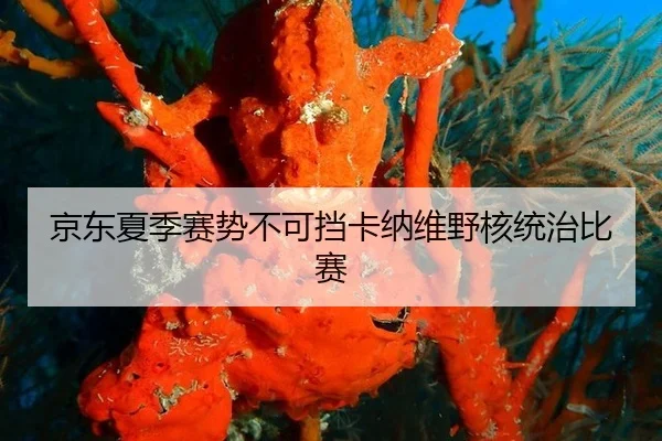 京东夏季赛势不可挡卡纳维野核统治比赛